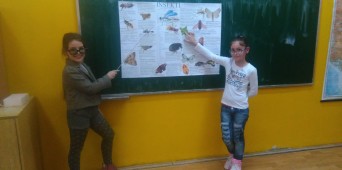 Vršnjačka edukacija