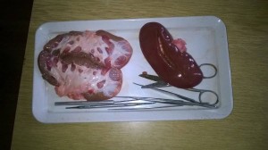 Biologija - fotografije sa časa