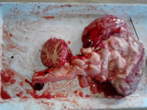 Disekcije - Biologija IX razred