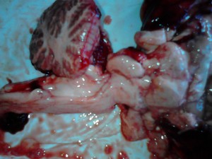 Disekcije - Biologija IX razred