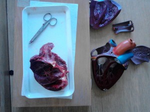 Disekcije - Biologija IX razred