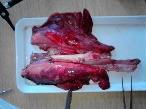 Disekcije - Biologija IX razred