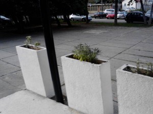 Sadnja autohtonih vrsta Mediteranskih biljaka u skolskom dvoristu - Ucenici VII razreda Novembar 2014 (2)