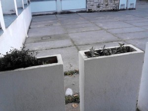 Sadnja autohtonih vrsta Mediteranskih biljaka u školskom dvorištu - Učenici VII razreda Novembar 2014